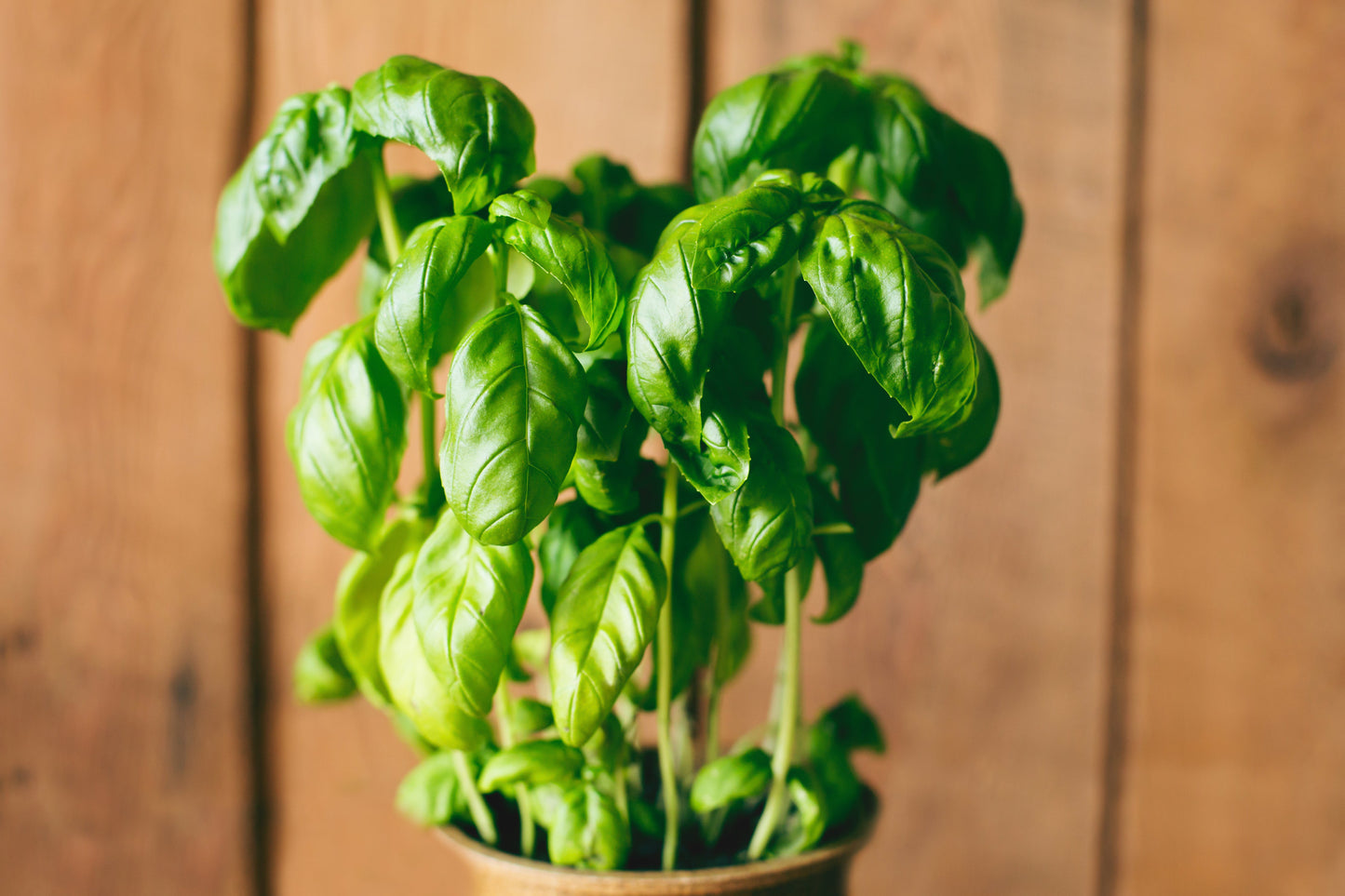 Basil