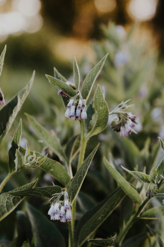 Comfrey