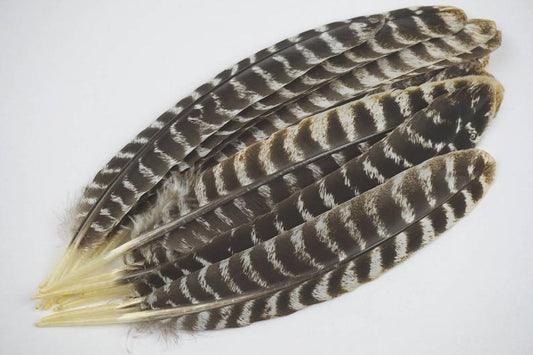 Natural Barred Turkey Feather Wand